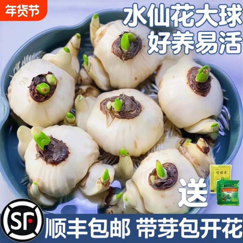 漳州水仙花种球水培盆栽植物带花苞室内冬季花卉郁金香年宵花开花,鲜花速递/花卉仿真/绿植园艺,时令草本花卉,淘宝优惠券,粉丝福利购,淘宝优惠卷