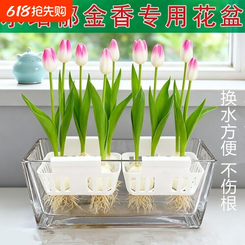 水培郁金香玻璃花盆含定植篮水养种球透明器皿固定蓝支架方形桌面