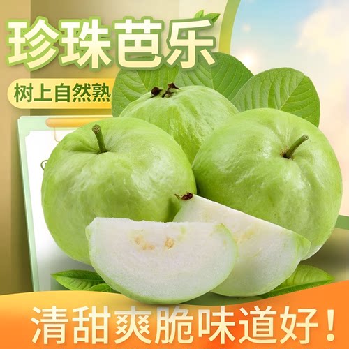 自产自销广东正宗珍珠番石榴白心芭乐软糯爽口现摘新鲜果酱热带