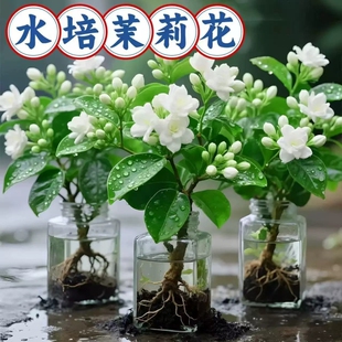 茉莉花盆栽带花苞水培植物驱蚊九里香花卉绿植物室内四季开花花期