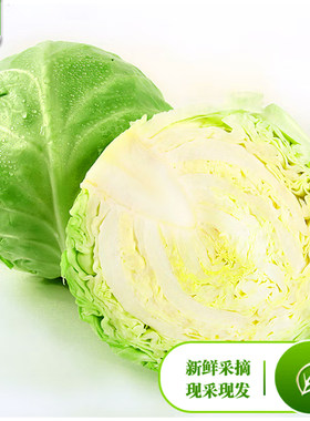 新鲜直发青甘蓝青包菜包邮