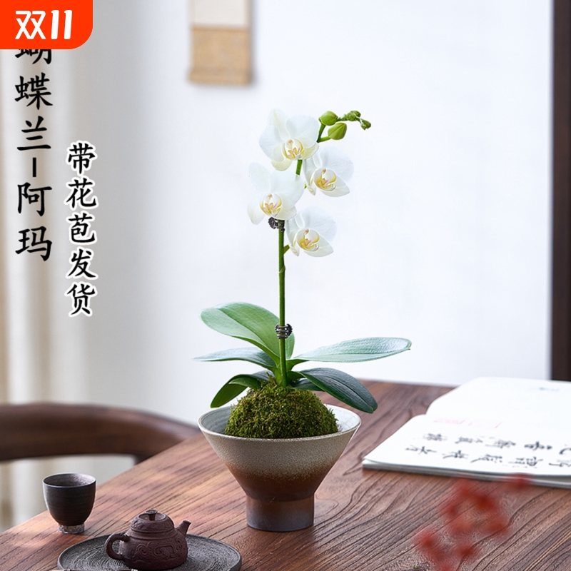 蝴蝶兰带花盆栽苔藓球室内办公室绿植花卉大全好养的懒人花客厅