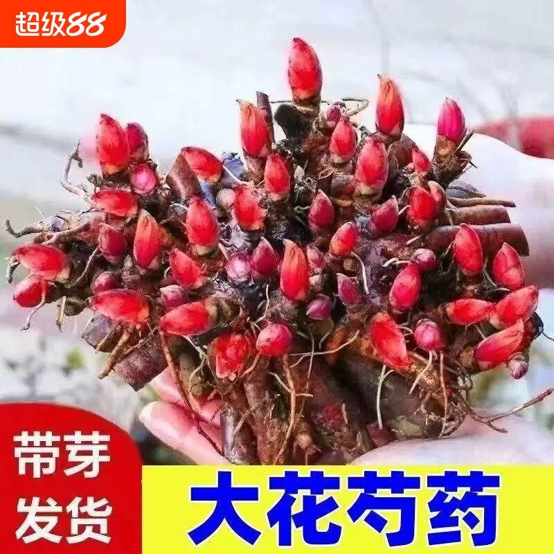重瓣芍药花苗阳台盆栽绿植花卉花图片