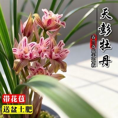 带花苞春兰天彭名贵建兰奇花四季兰花苗浓香室内好养盆栽花卉奇蝶