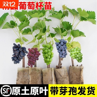 巨峰葡萄树苗阳光玫瑰大苗盆栽果树果苗四季种植院葡萄苗老桩红提