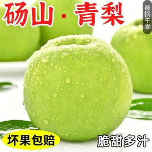 正宗砀山青梨皇冠梨9斤新鲜水果苏翠一号翠冠梨现摘当季梨子整箱
