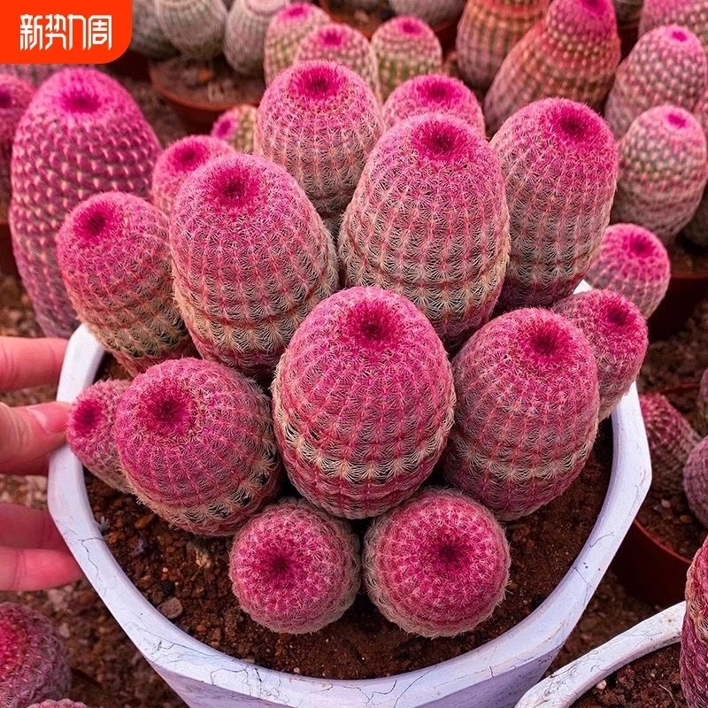 红太阳仙人球实生多肉网红植物仙人掌好养桌面室内花卉懒人盆栽