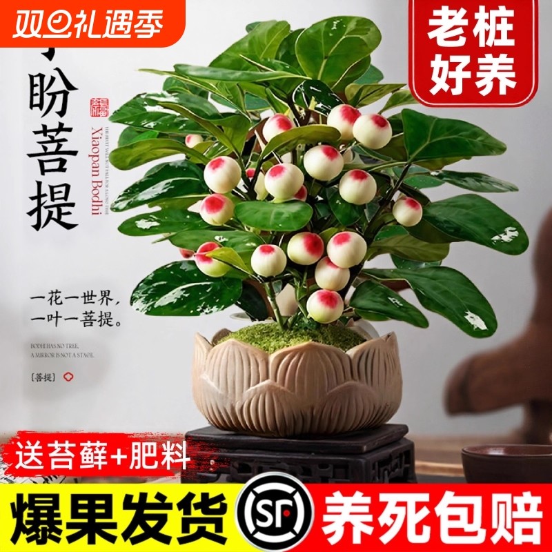 小盼菩提盆栽带果办公室内客厅绿植桌面中式禅意老桩盆景摆件