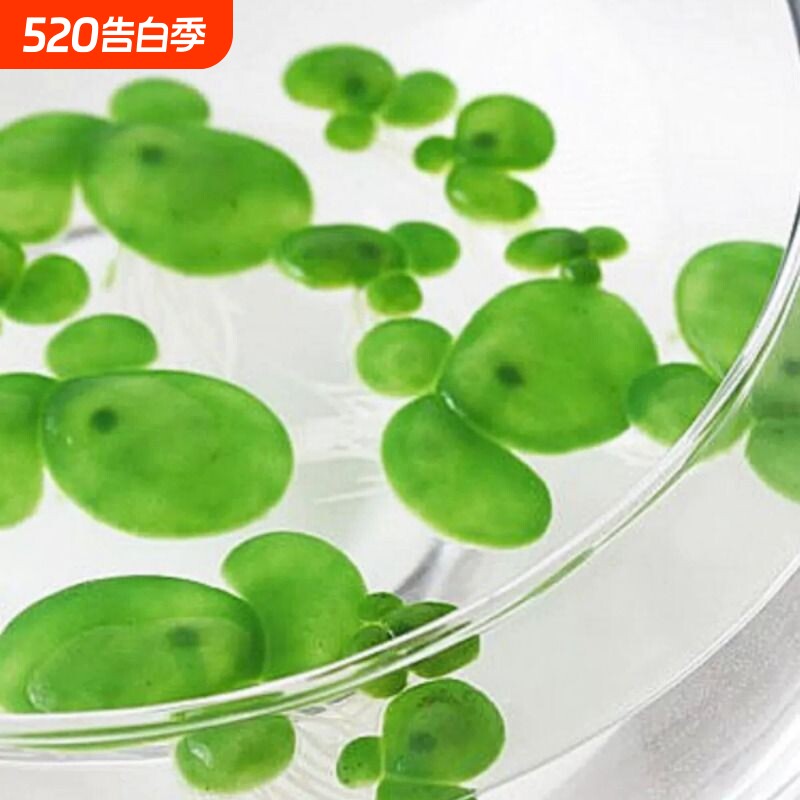奇艺家居仿真浮萍水草绿色浮萍鱼缸装饰水草水族箱装饰品造景摆件