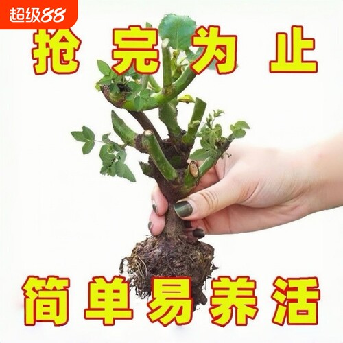 玫瑰花苗老桩大花浓香花卉绿植物盆栽月季蔷薇室内外阳台四季好养