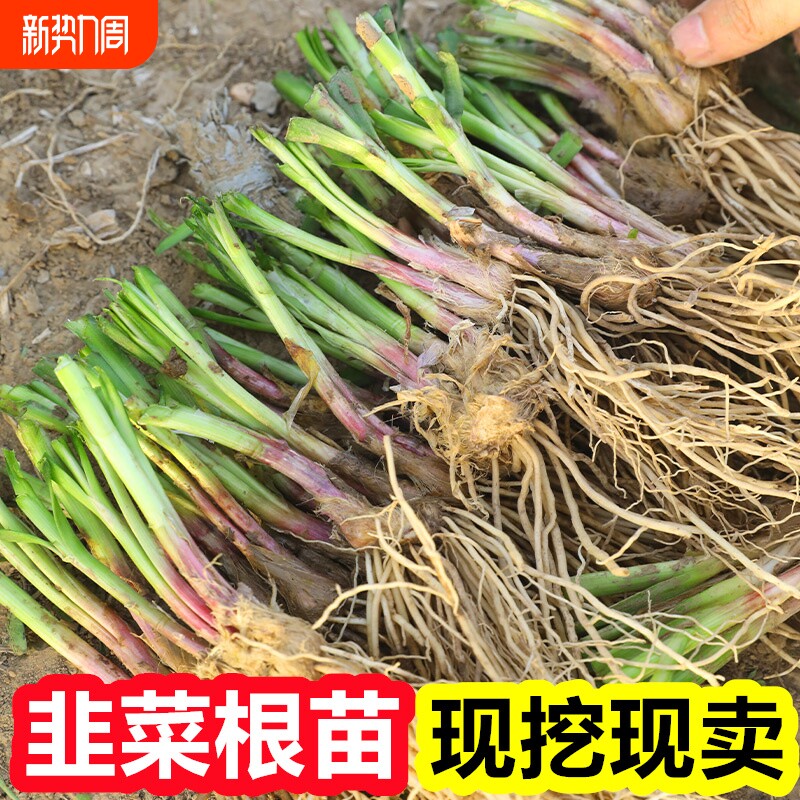 韭菜根苗紫根秋冬宽叶带土现挖室内阳台盆栽大叶红根韭菜苗好养活