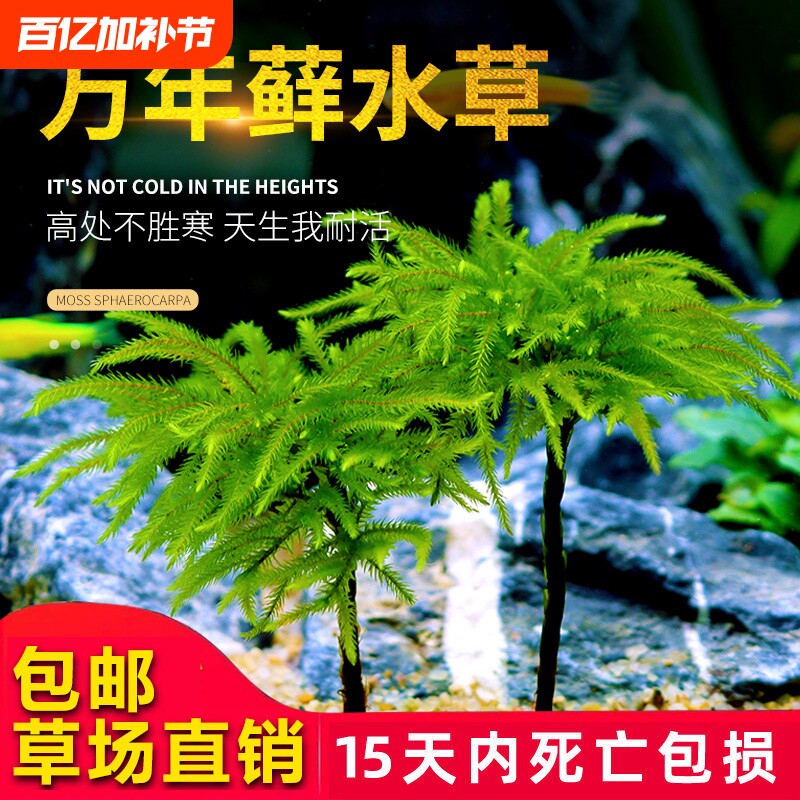 鱼缸水草鱼草万年藓水草活体耐活耐低温苔藓鱼缸水族箱生态瓶造景