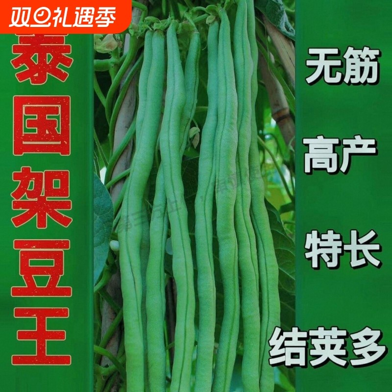青条长豆角蔬菜种子压塌架长豇豆种籽四季高产易种庭院春秋播种