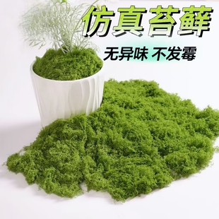 仿真苔藓草皮造景仿生假青苔微景观布置摆件草坪盆景盆栽铺面装饰