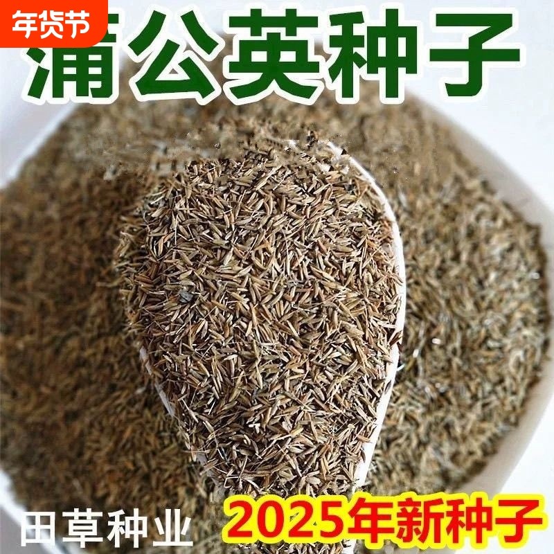 新产蒲公英种子籽野菜婆婆丁种植药食用种四季播种多年生种籽蔬菜,鲜花速递/花卉仿真/绿植园艺,其它园艺用品,淘宝优惠券,粉丝福利购,淘宝优惠卷