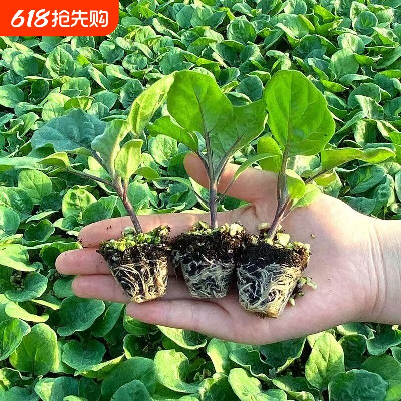 茄子蔬菜苗子茄子苗杭茄苗紫茄苗大龙长茄种子基地大面积种植菜苗