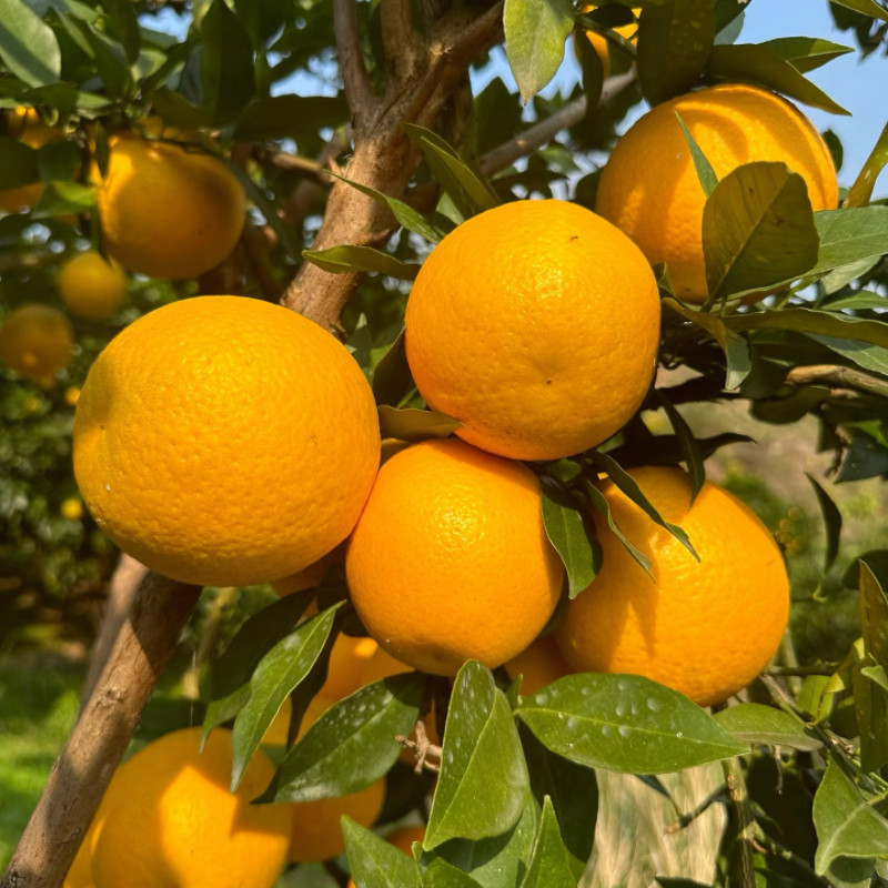 正宗湖南麻阳冰糖橙手剥橙新鲜水果甜蜜当季橙子