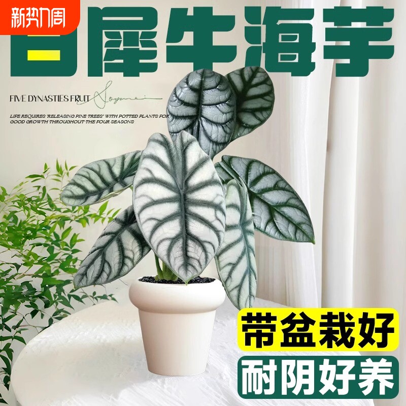 白犀牛海芋盆栽水培植物天鹅绒竹芋花卉绿植室内吸甲醛四季好养