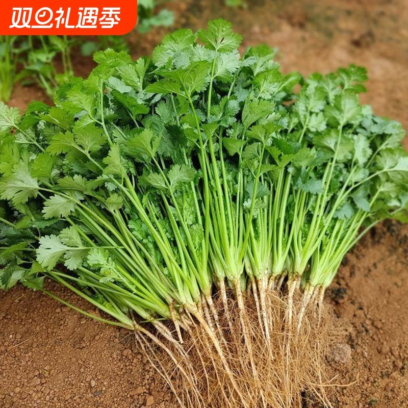 四季香菜种子小叶大叶高产芫荽根秋冬蔬菜盆栽种籽孑菜籽籽种大全
