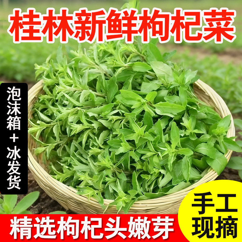 枸杞菜新鲜现摘枸杞叶头芽农家野生可食用应季当季时令青蔬菜食材