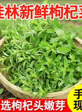 桂林枸杞菜新鲜现摘枸杞叶头芽农家野生可食用应季当季时令青蔬菜