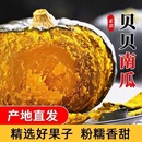 贝贝小南瓜老南瓜板栗味宝宝辅食孕妇可食用整箱装 甜糯