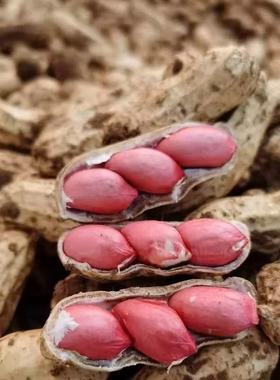 当季新鲜湿花生带壳带泥水煮花生精选农家自种红皮带壳湿花生