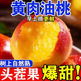 正宗黄心油桃新鲜水果黄肉黄金桃子现摘应季水果脆软油桃水蜜桃