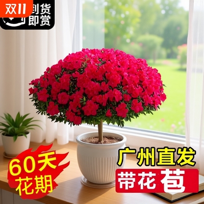 杜鹃花盆栽带花苞绿植物室内阳台四季开花栀子花苗老桩耐寒鲜花卉