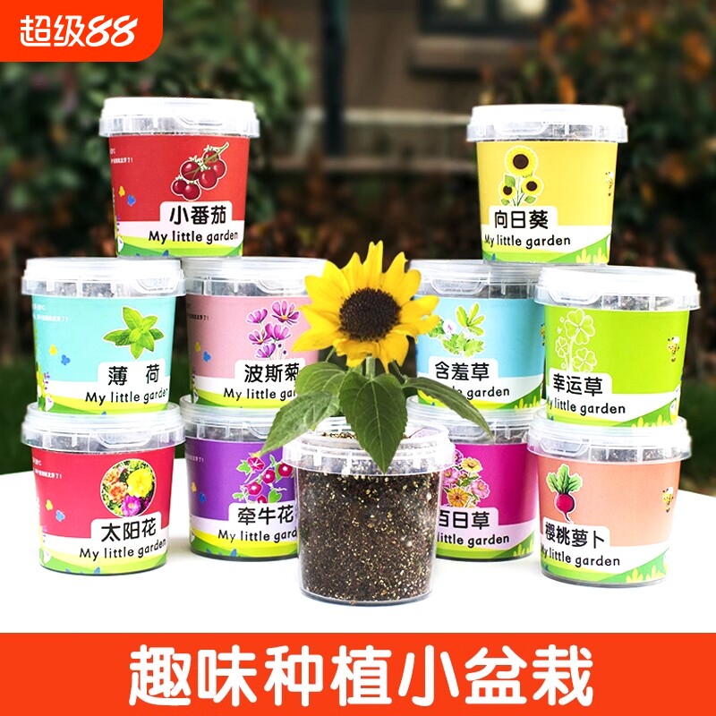 儿童种植小盆栽植物生长观察图片