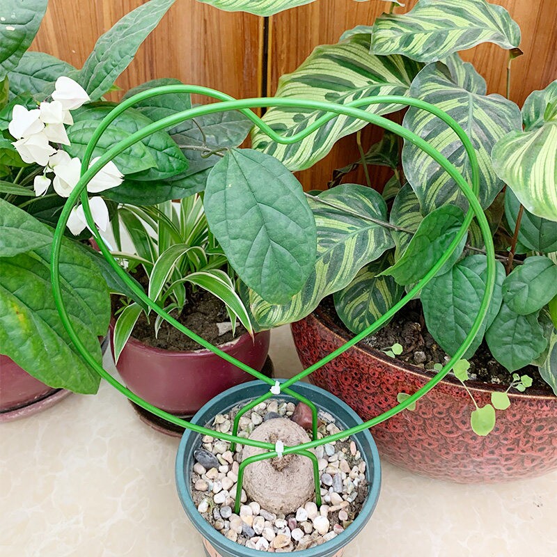 .山乌龟爬藤架龟j甲龙花架金不换花架植物花卉爱心圆形造型金属支图片