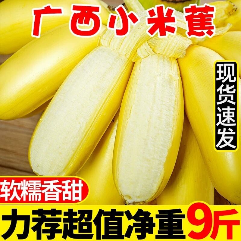 广西小米蕉新鲜10斤当季现摘软糯香甜孕妇水果现摘小芭蕉粉蕉整箱