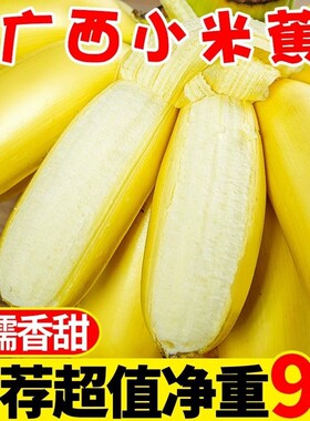 广西小米蕉新鲜10斤当季现摘软糯香甜孕妇水果现摘小芭蕉粉蕉整箱