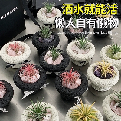 空气凤梨无土植物特价花期精灵带色包邮绿植盆栽花草礼品礼物