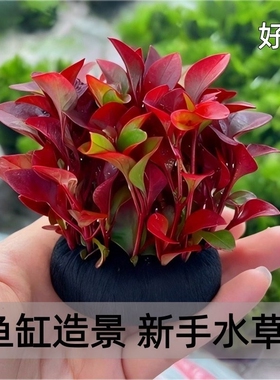 红波小坨自带底座鱼缸养鱼虾植物红色阴性后景好养活新手淡水造景
