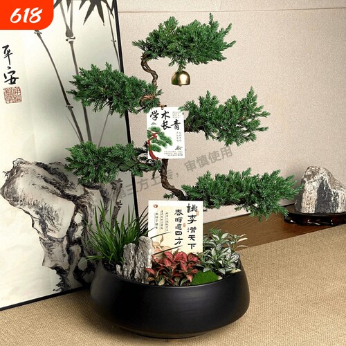 五层塔松盆栽老师办公室绿植乔迁新居开业礼物松树盆景室内植物真