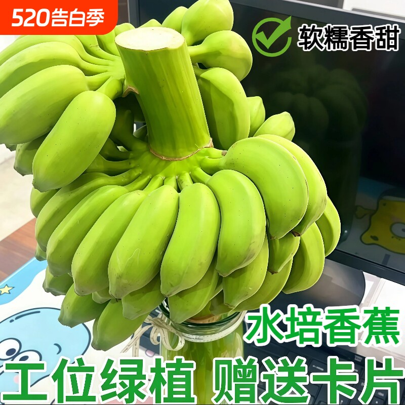 一整串带杆小米蕉观赏办公室水培小香蕉拒绝焦虑芭蕉桌面绿植焦