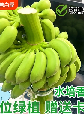 一整串带杆小米蕉观赏办公室水培小香蕉拒绝焦虑芭蕉桌面绿植焦