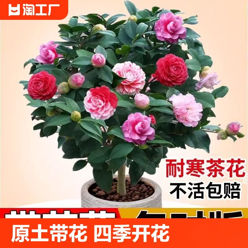 香妃茶花树苗盆栽带花苞五色赤丹植物玫瑰花好养山茶花苗四季开花