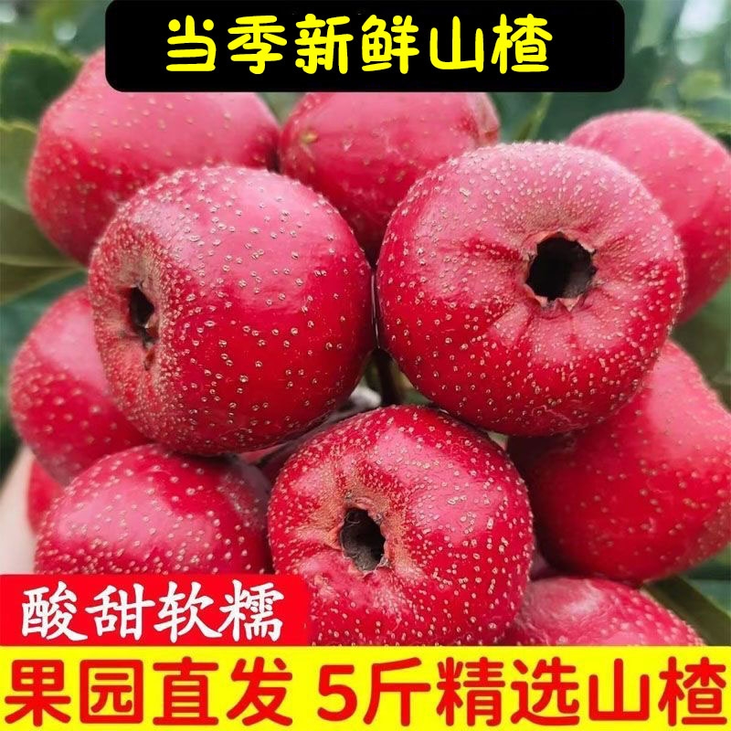 新鲜大果山楂鲜果|超5000次加购
