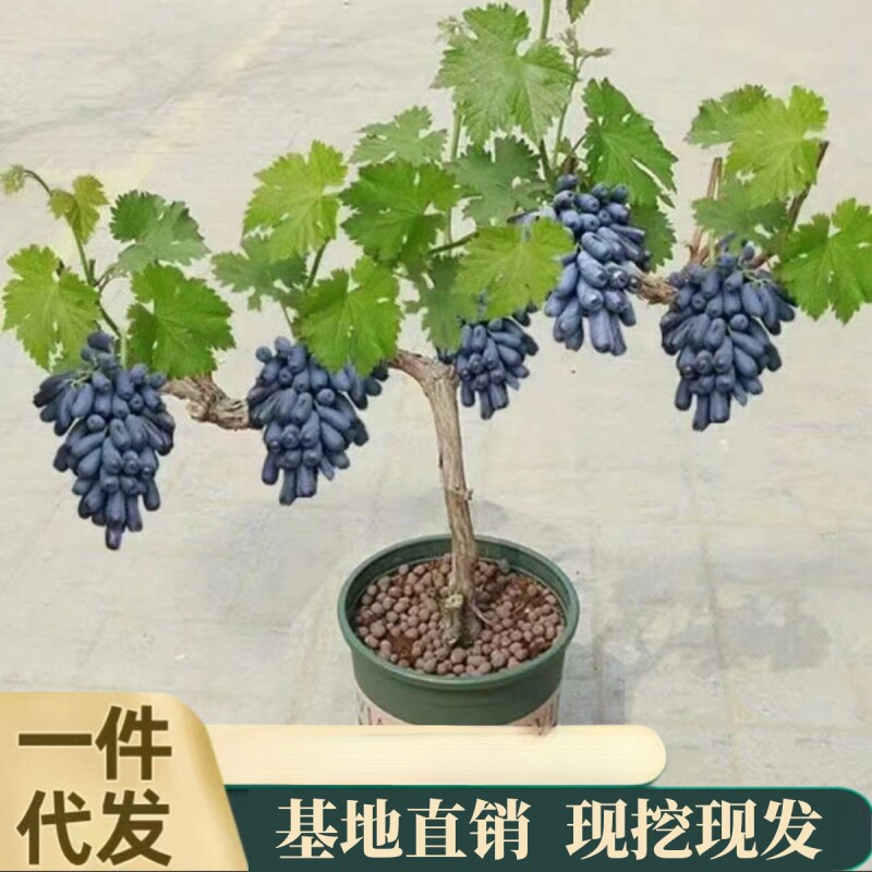 葡萄树苖阳光玫瑰蓝宝石盆栽晴王爬藤南方北方种植巨峰无核葡萄苗