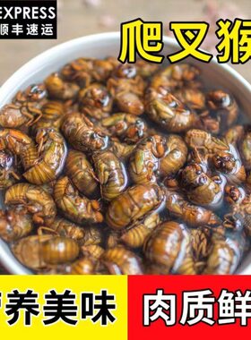 2026新货知了猴活冷冻子爬叉猴新鲜蝉蛹活猴爬速冻金蝉
