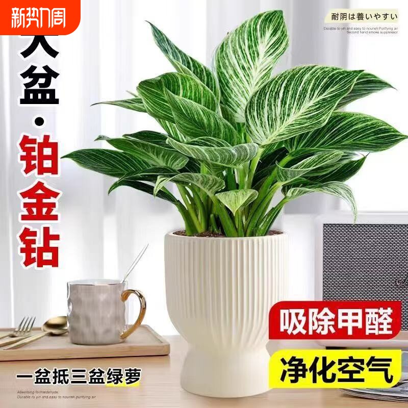 铂金钻水培植物室内好养大叶金钻绿公主盆栽带花苞蔓绿绒花卉绿植