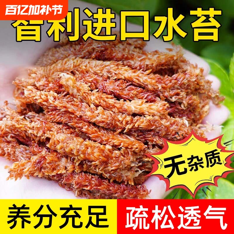 智利进口毛毛虫水苔蝴蝶兰专用营养土七星高品质爬宠介质苔藓兰花