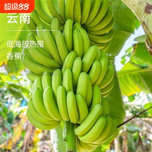 云南高山绿皮甜香蕉5斤新鲜水果威廉斯香蕉大芭蕉小米蕉整箱批发