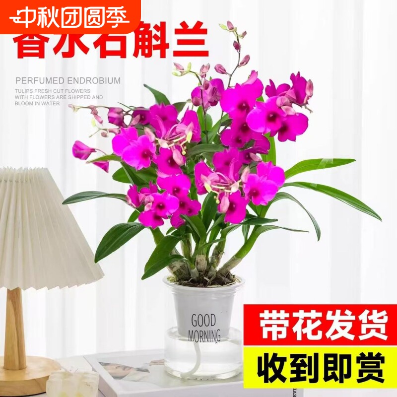 香水石斛兰盆栽带花苞兰花卉室内水培植物四季开花好养绿植客厅图片
