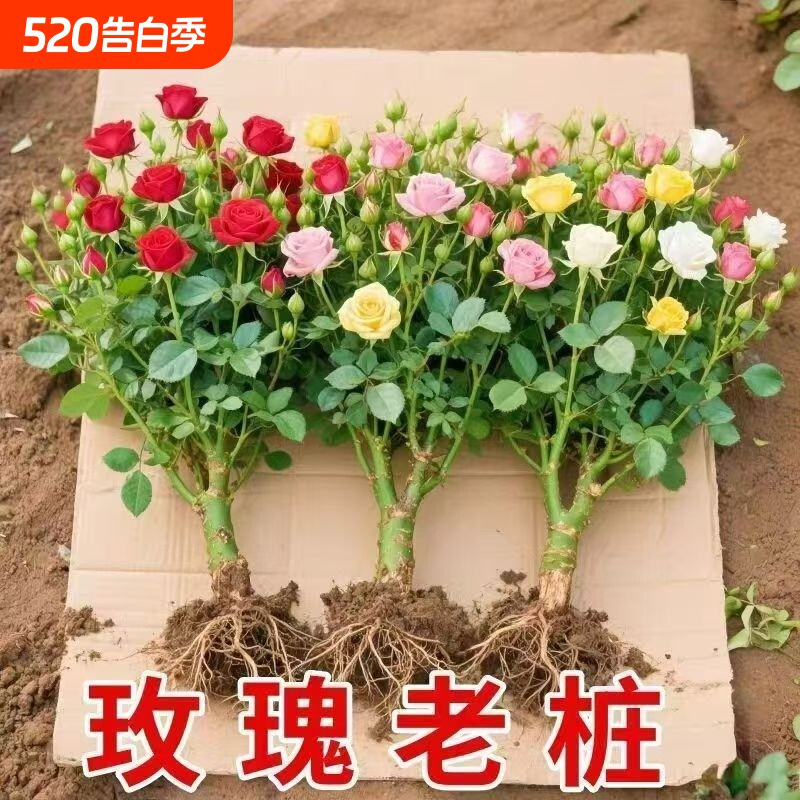 玫瑰花苗老桩绿植物盆栽月季老根阳台特大花卉四季红玫瑰开花庭院
