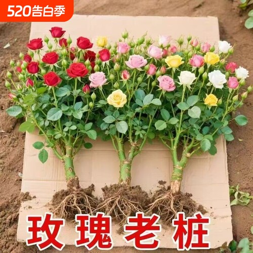 玫瑰花苗老桩绿植物盆栽月季老根阳台特大花卉四季红玫瑰开花庭院