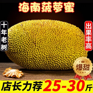 海南黄肉菠萝蜜一整个20-25斤起甜脆包邮当季新鲜现摘树上熟热带