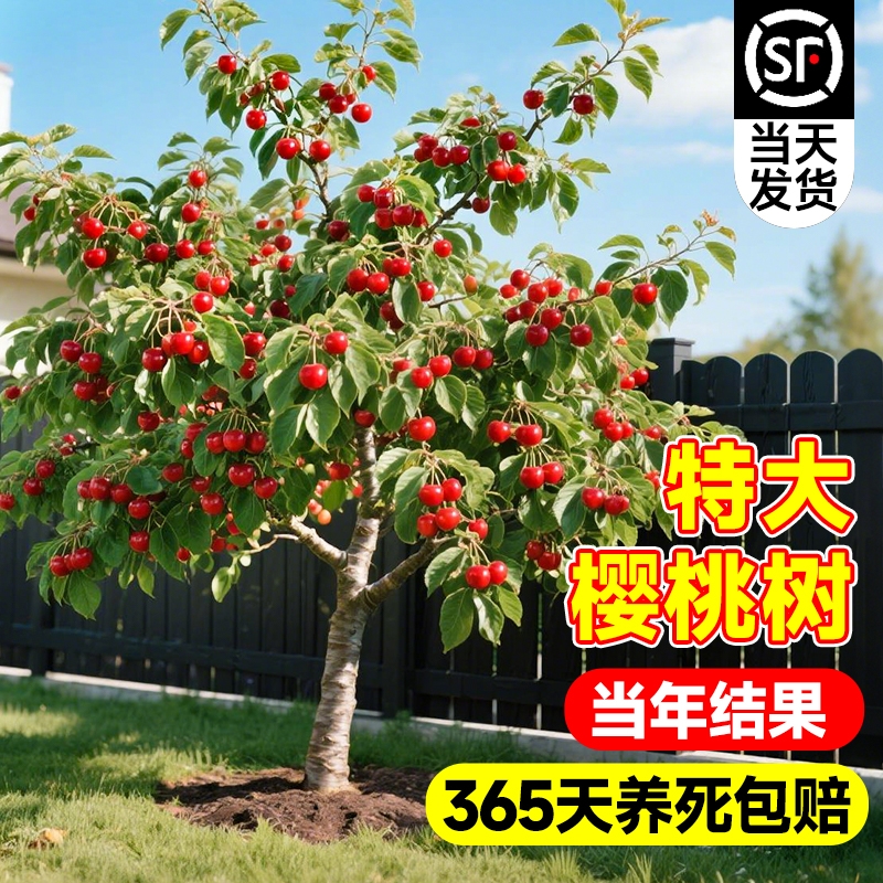 正宗车厘子树苗樱桃果树南北种植